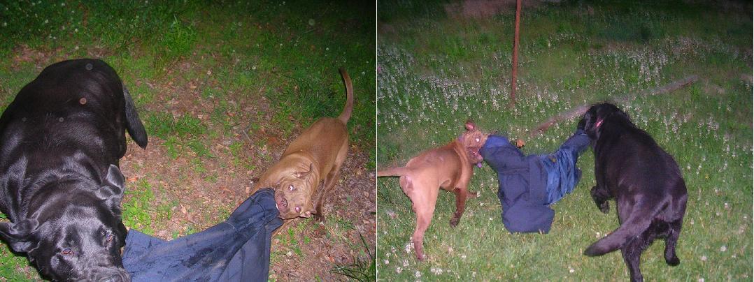 dogs.jpg