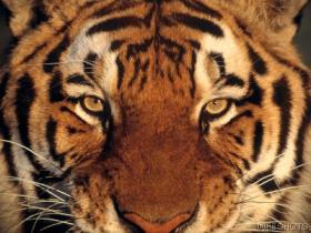 tiger3.jpg